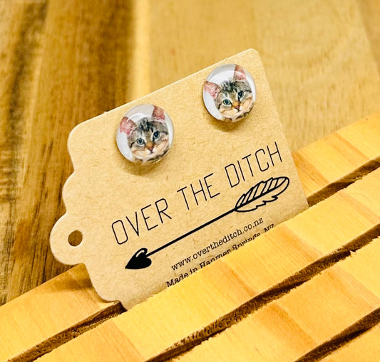 Domes - Tabby kitten